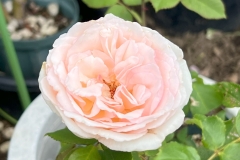 HeimRoses_1