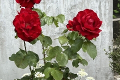 HeimRoses_12