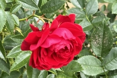 HeimRoses_13