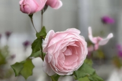 HeimRoses_2