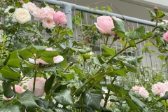 HeimRoses_20