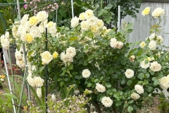 HeimRoses_25