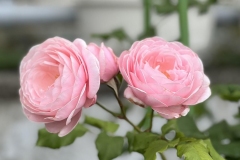 HeimRoses_3