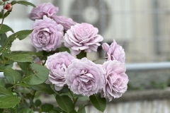 HeimRoses_6