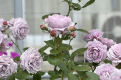 HeimRoses_7