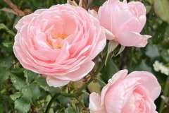 HeimRoses_8