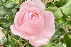 HeimRoses_9