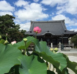 LotusHongakuji2016_1